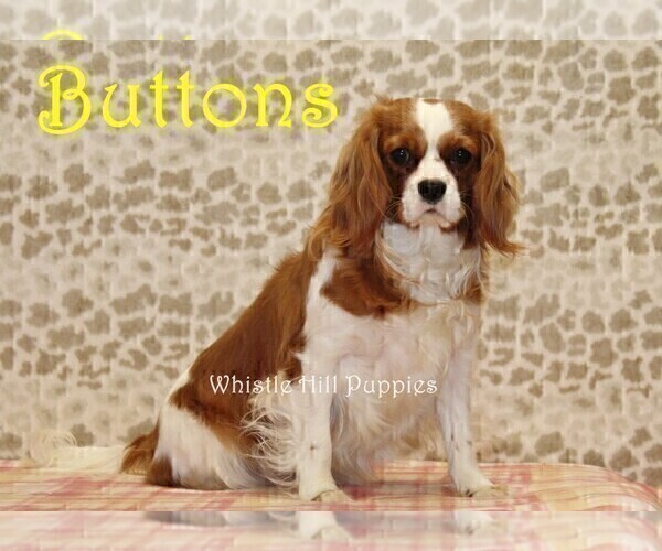 Medium Photo #1 Cavapoo (Miniature) Puppy For Sale in DENVER, PA, USA