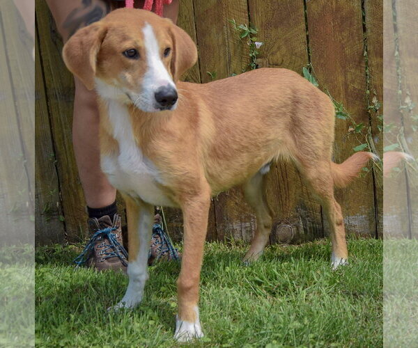 Medium Photo #2 Borador Puppy For Sale in Huntley, IL, USA