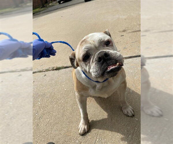 Medium Photo #1 Bulldog Puppy For Sale in Houston, TX, USA