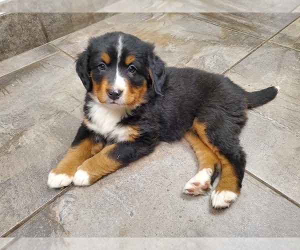 Medium Photo #2 Bernese Mountain Dog Puppy For Sale in LEETONIA, OH, USA