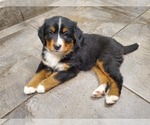 Small Photo #2 Bernese Mountain Dog Puppy For Sale in LEETONIA, OH, USA