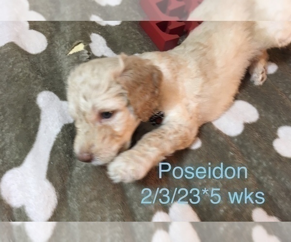 Medium Photo #6 Poodle (Standard) Puppy For Sale in ARAB, AL, USA