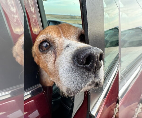 Medium Photo #5 Beagle Puppy For Sale in Dunnellon, FL, USA