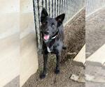 Small German Shepherd Dog Mix