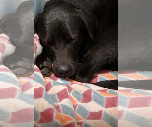 Medium Photo #1 Labrador Retriever-Unknown Mix Puppy For Sale in Evansville, IN, USA