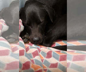 Labrador Retriever-Unknown Mix Dogs for adoption in Evansville, IN, USA