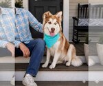 Small #3 Siberian Husky