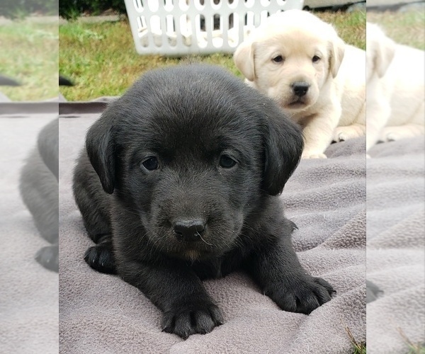 Medium Photo #20 Labrador Retriever Puppy For Sale in OLYMPIA, WA, USA