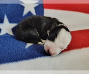 Medium Border Collie