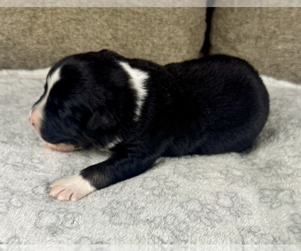 Medium Photo #35 Australian Shepherd Puppy For Sale in SALISBURY, NC, USA