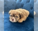 Small Photo #8 English Bulldog Puppy For Sale in PORTLAND, OR, USA