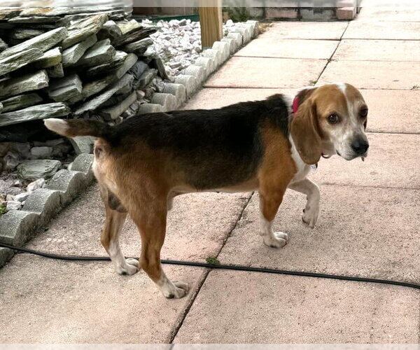 Medium Photo #7 Beagle Puppy For Sale in Dunnellon, FL, USA