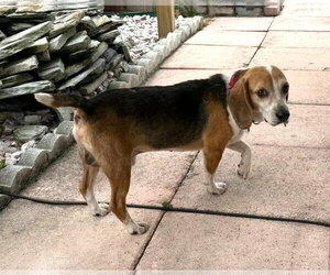 Puck - Male Beagle Dog for Adoption - Photo #7