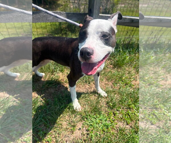 Medium Photo #2 Mutt Puppy For Sale in Manahawkin, NJ, USA