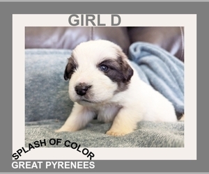 Great Pyrenees Puppy for sale in CHARLOTTE, MI, USA