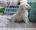 Small Photo #1 Maltipoo-Unknown Mix Puppy For Sale in FULLERTON, CA, USA