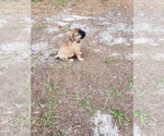 Small Photo #7 Bullmastiff Puppy For Sale in ELLABELL, GA, USA