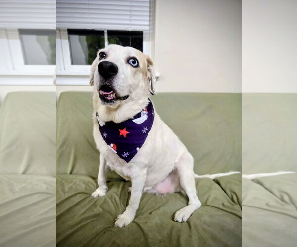 Medium Photo #1 Labrador Retriever-Unknown Mix Puppy For Sale in Rockaway, NJ, USA