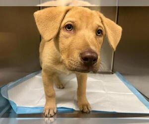 Labrador Retriever Dogs for adoption in Orange, CA, USA