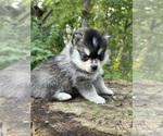 Puppy Tibby Alaskan Klee Kai-Pomsky Mix