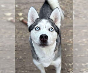 Siberian Husky Dogs for adoption in Matawan, NJ, USA