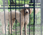 Small Photo #1 Poodle (Standard) Puppy For Sale in DOOLIE, NC, USA