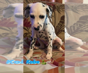 Dalmatian Puppy for sale in JACKSONVILLE, FL, USA