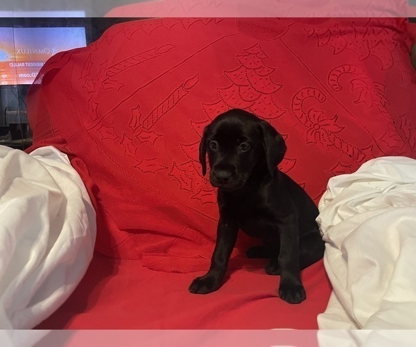 Medium Photo #18 Labrador Retriever Puppy For Sale in REDDING, CA, USA