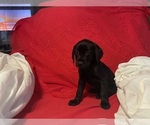 Small #17 Labrador Retriever
