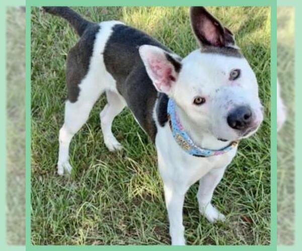 Medium Photo #2 American Pit Bull Terrier Puppy For Sale in Conroe, TX, USA