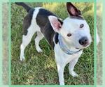 Small #1 American Pit Bull Terrier