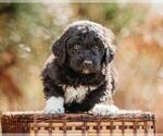 Small Photo #2 Pyredoodle Puppy For Sale in EVERGREEN, NC, USA