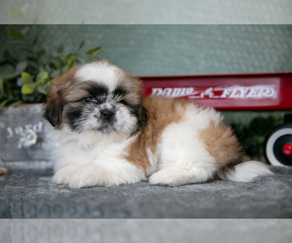 Medium Photo #5 Shih Tzu Puppy For Sale in CLARE, MI, USA