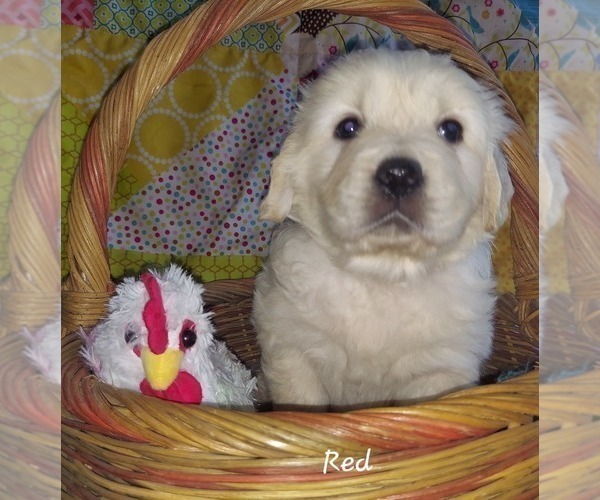 Medium Photo #3 English Cream Golden Retriever Puppy For Sale in CLANTON, AL, USA
