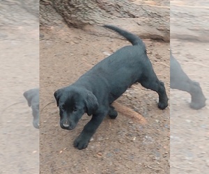 Labrador Retriever Puppy for sale in DALLAS, GA, USA