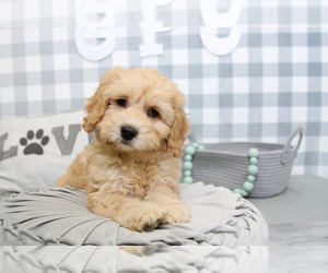 Goldendoodle-Poodle (Miniature) Mix Puppy for sale in MARIETTA, GA, USA