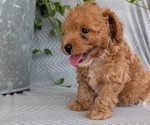 Small Photo #35 Poodle (Toy) Puppy For Sale in GOSHEN, IN, USA