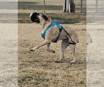 Small #7 Mastiff