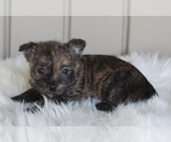 Medium Photo #2 Cairn Terrier Puppy For Sale in FREDERICKSBURG, OH, USA