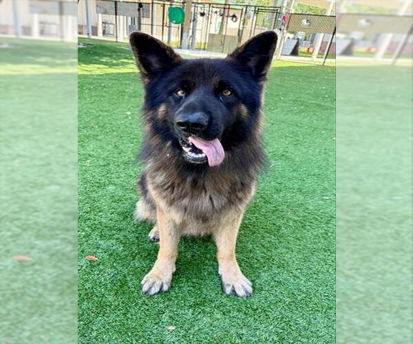 Medium Photo #1 German Shepherd Dog Puppy For Sale in Naples, FL, USA