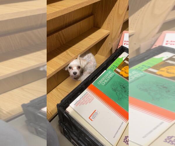 Medium Photo #2 Shih Tzu-Unknown Mix Puppy For Sale in Portland, IN, USA