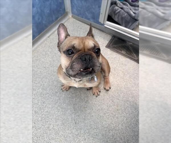 Medium Photo #1 French Bulldog Puppy For Sale in Fort Collins, CO, USA