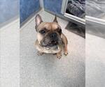 Small French Bulldog