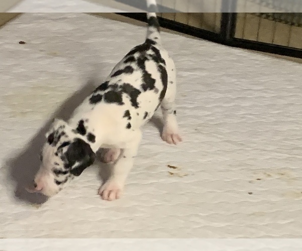 Medium Photo #53 Great Dane Puppy For Sale in MARICOPA, AZ, USA