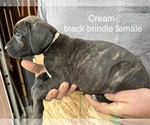 Puppy Molly Cane Corso
