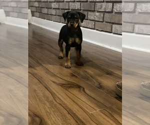Miniature Pinscher Puppy for sale in N VALLEY STREAM, NY, USA