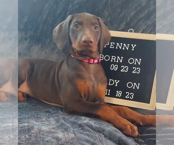 Medium Photo #9 Doberman Pinscher Puppy For Sale in POMEROY, OH, USA