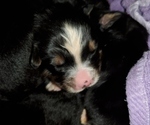 Small #12 Bernese Mountain Dog