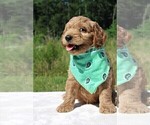 Small Photo #24 Goldendoodle Puppy For Sale in TIMBERLAKE, NC, USA