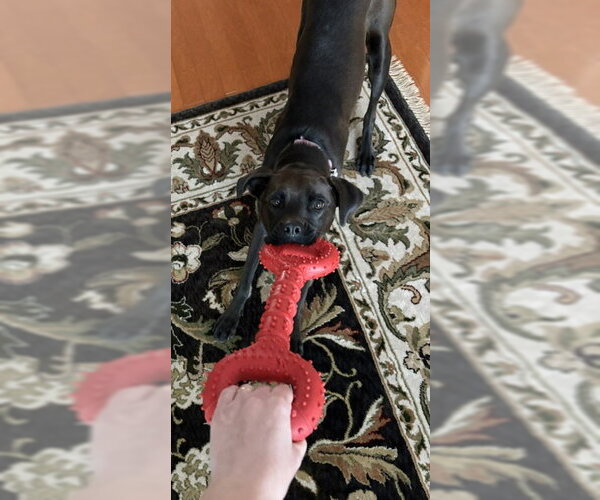 Medium Photo #3 Boxador Puppy For Sale in San Diego, CA, USA